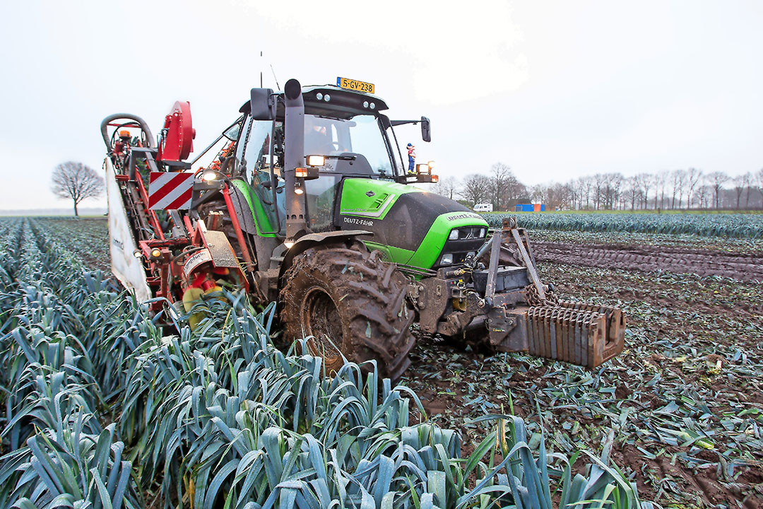 De rassen Oslo en Harston komen als beste naar voren in een Belgische rassenproef late winterprei - Foto: Peter Roek