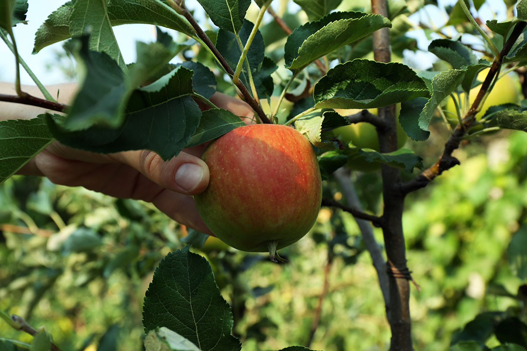 Hoe fruit er aan de buitenkant uitziet, zegt niet altijd iets over de smaak. Een appel of kiwi kan er aantrekkelijk uitzien, maar de stevigheid of de smaak kan toch tegenvallen.  - Foto: Canva/pixelshot