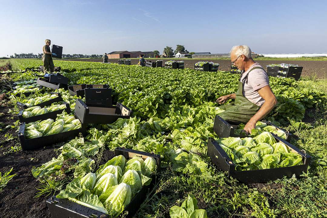 De oogst van bindsla. - Foto: Koos Groenwold