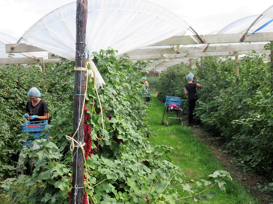 Oogst van zachtfruit. - Foto: Ton van der Scheer