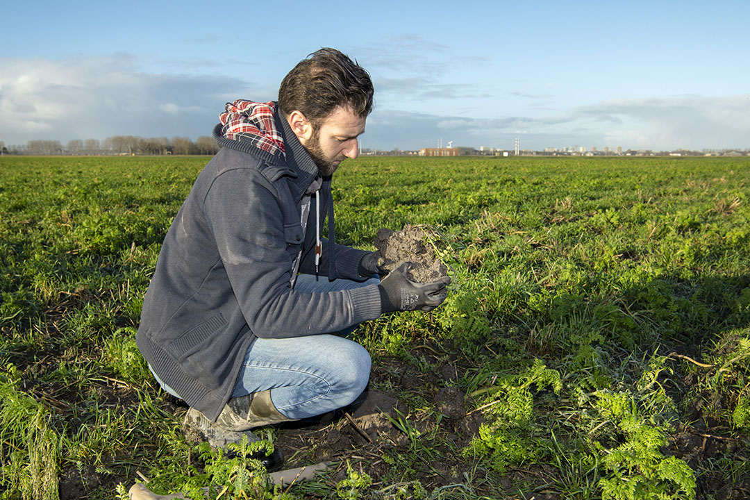 Een groenbemester die de winter over blijft staan is goed voor het bodemleven en tilt meer stikstof de winter over. - Foto: Cor Salverius