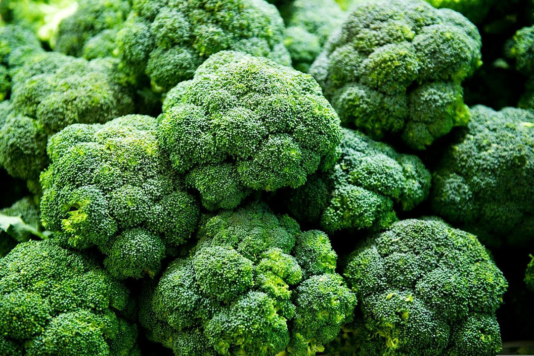 Sinds de toelating in 2021 is onderzoek in broccoli uitgevoerd om te bepalen waar de toegevoegde waarde zit in het gebruik van Polyversum.