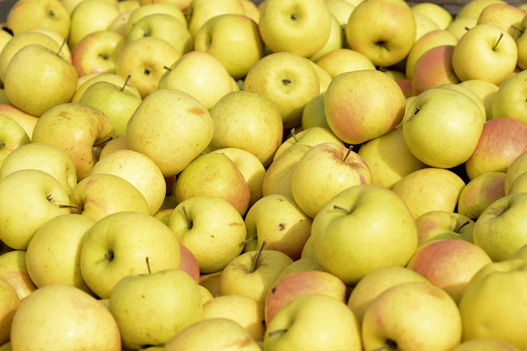 Golden Delicious blijft met een geschatte productie van 2.064.000 ton het grootste ras in de EU. - Foto: Canva