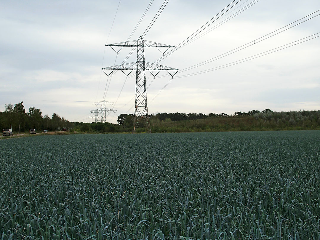 Twan Wijnen haalt nu gemiddeld 50 tot 55 ton prei van een hectare - Foto: Stan Verstegen