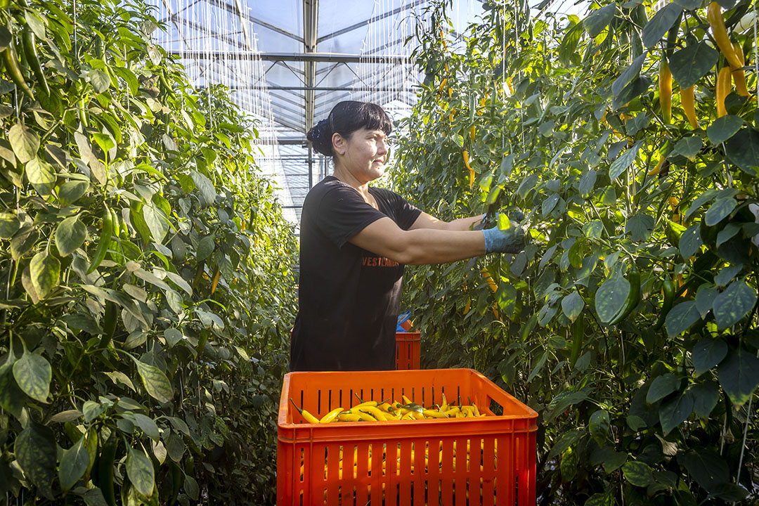 Oogsten peper.  - Foto: Roel Dijkstra