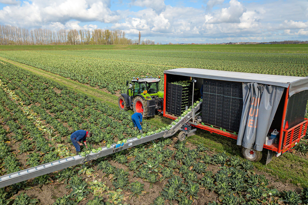 In juli en augustus was de kwaliteit van de bloemkool bij Bas Huijser goed, zonder veel uitstel van de groei. Met de regen sloeg dat om - Foto: Peter Roek.