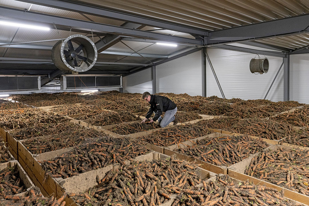 Een goed gevulde peenbewaring. Het is maar de vraag of peen bewaren komend seizoen gaat lukken. Af land verkopen lijkt momenteel aantrekkelijker door de hoge prijzen en nog hogere kosten. - Foto: Ruud Ploeg