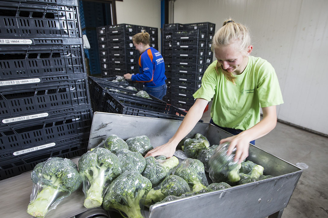 Broccoli verkoopklaar maken. - Foto: Anne van der Woude