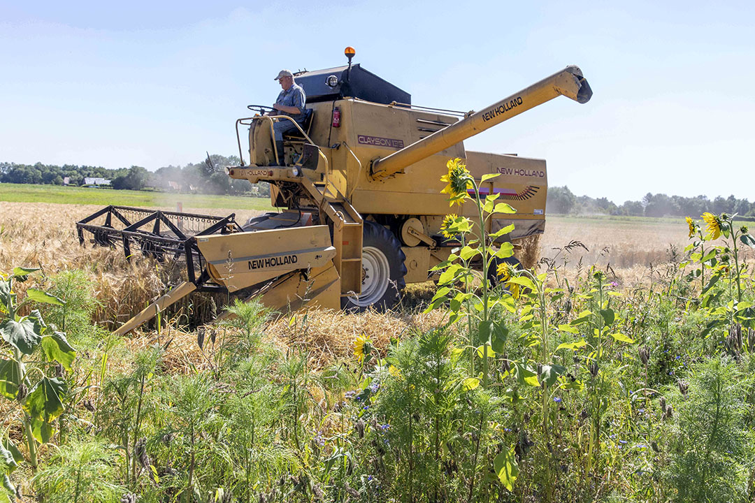 Oogst van zomergerst met bloemenrand langs het perceel. Foto: Koos van der Spek