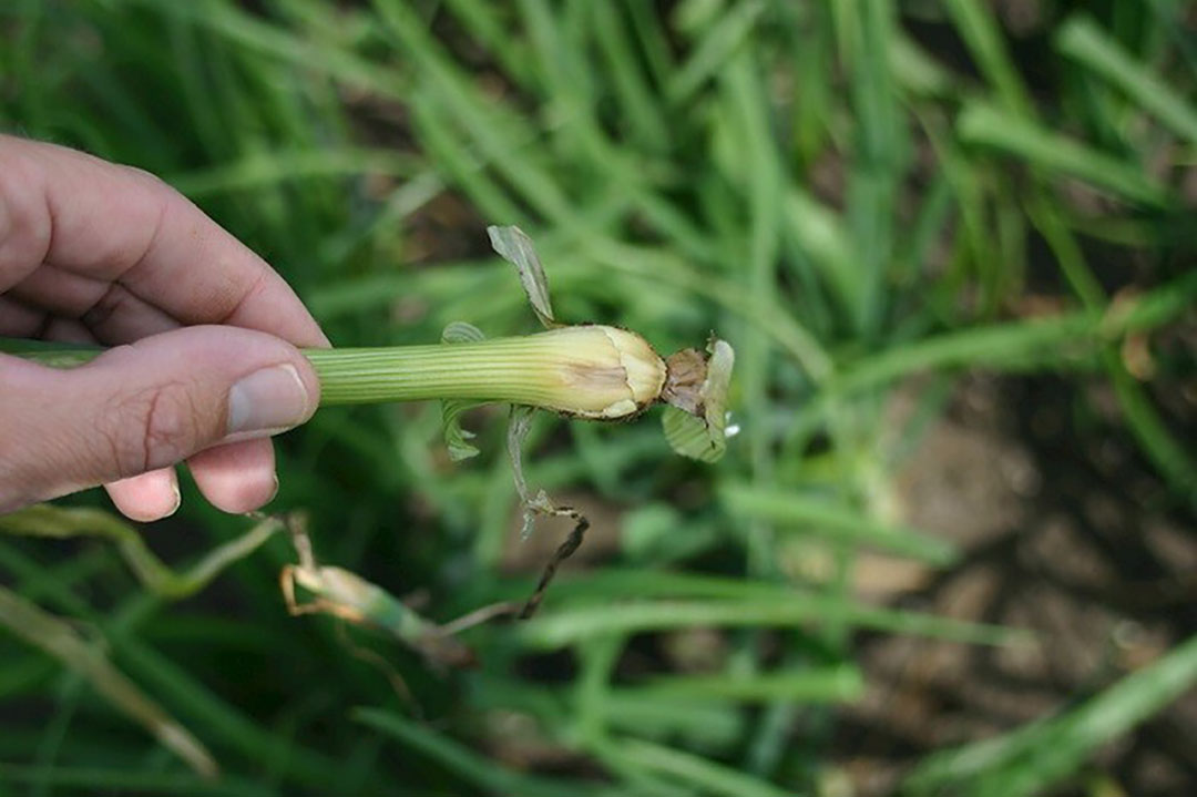 Fusarium bij bolvorming. ​​​​​​​Naast kwaliteitsverlies leidt fusarium in de meeste gevallen ook tot opbrengstverlies. - Foto: Bayer Cropscience