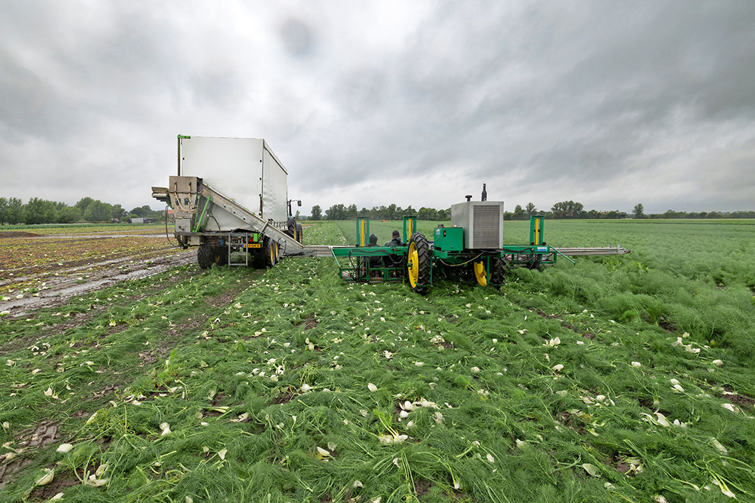 Begin augustus werd bij Lobros de laatste venkel geoogst, niet veel anders dan anders - Foto: Peter Roek.