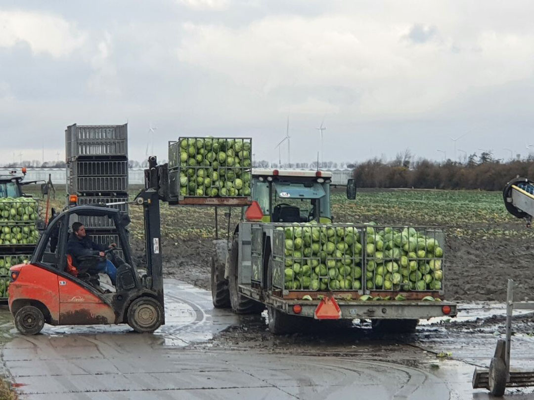 Sector kan zelfstandig stap naar biologisch zetten. - Foto: Jeroen Verheul