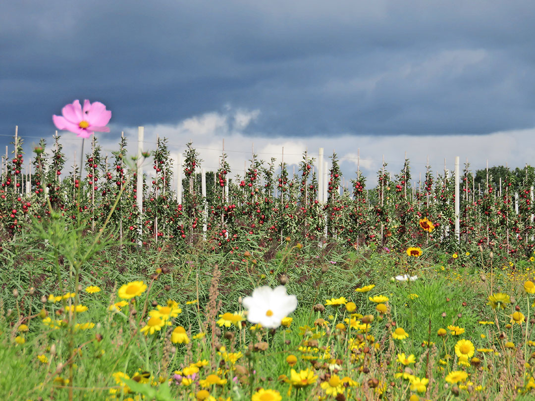 Of hagen of bloemenranden bij (fruit)telers meetellen voor de 5% biodiversiteit, staat niet in het schema, maar is wel aannemelijk. - Foto: Ton van der Scheer