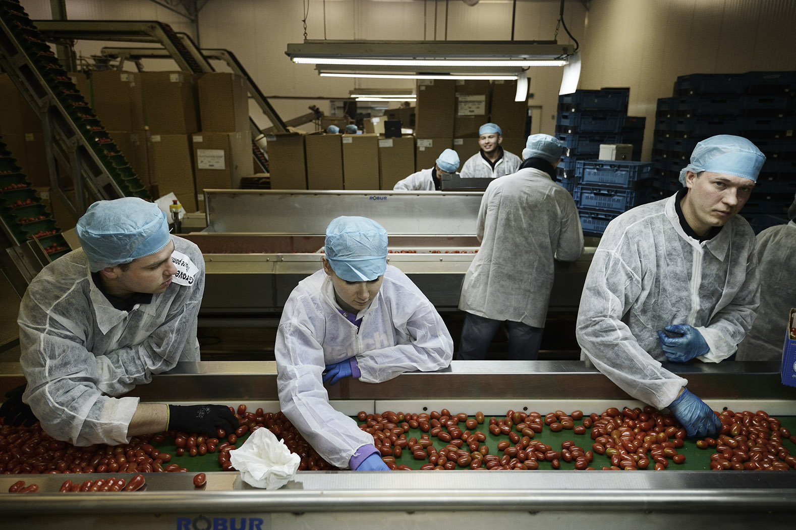 Sorteren van tomaten. - Foto: Kadir van Lohuizen