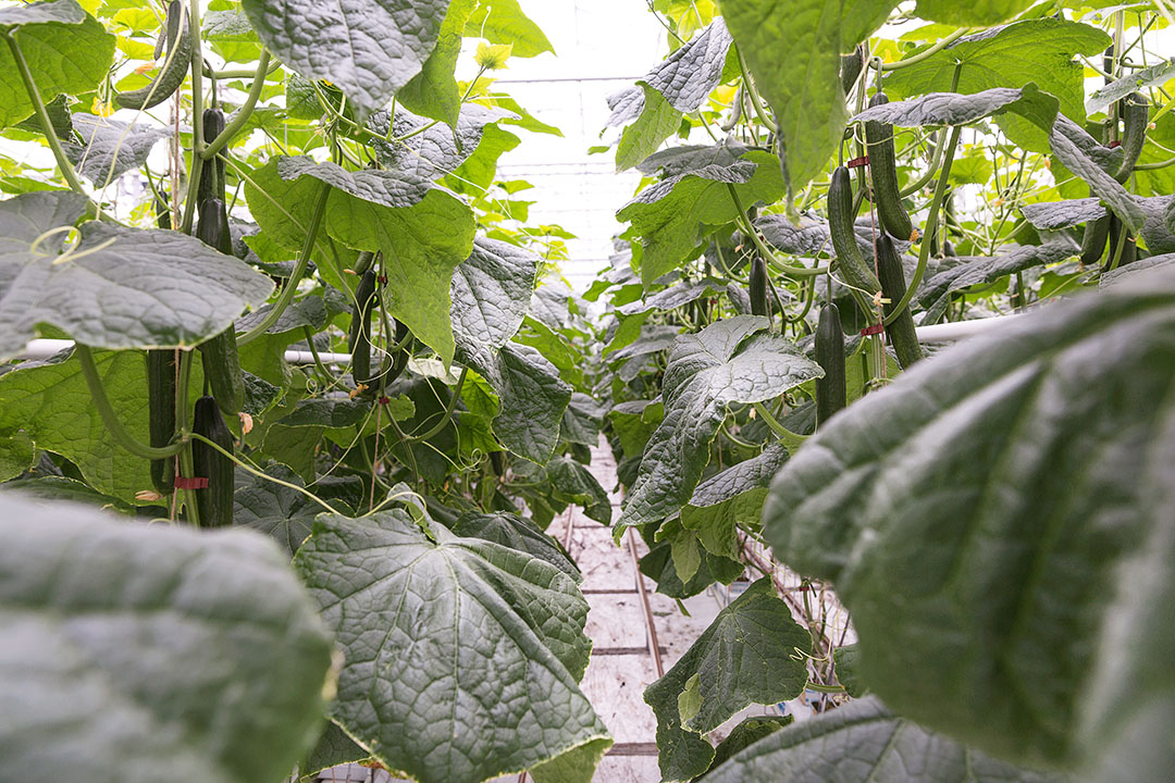 De omzet bij komkommers ligt 28% hoger. - Foto: Enza zaden