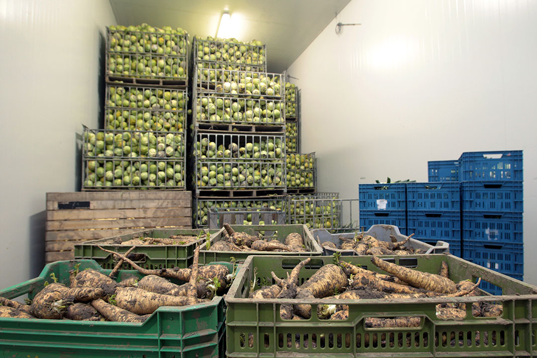 Witte kool in de bewaring, samen met met pastinaak. Kosten voor bewaring zijn hoog. - Foto: Peter Roek