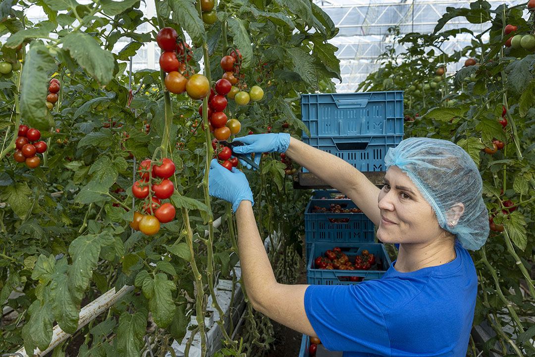 Dankzij veel licht zijn de tomaten van de laatste trossen weer wat grover. Foto: Roel Dijkstra