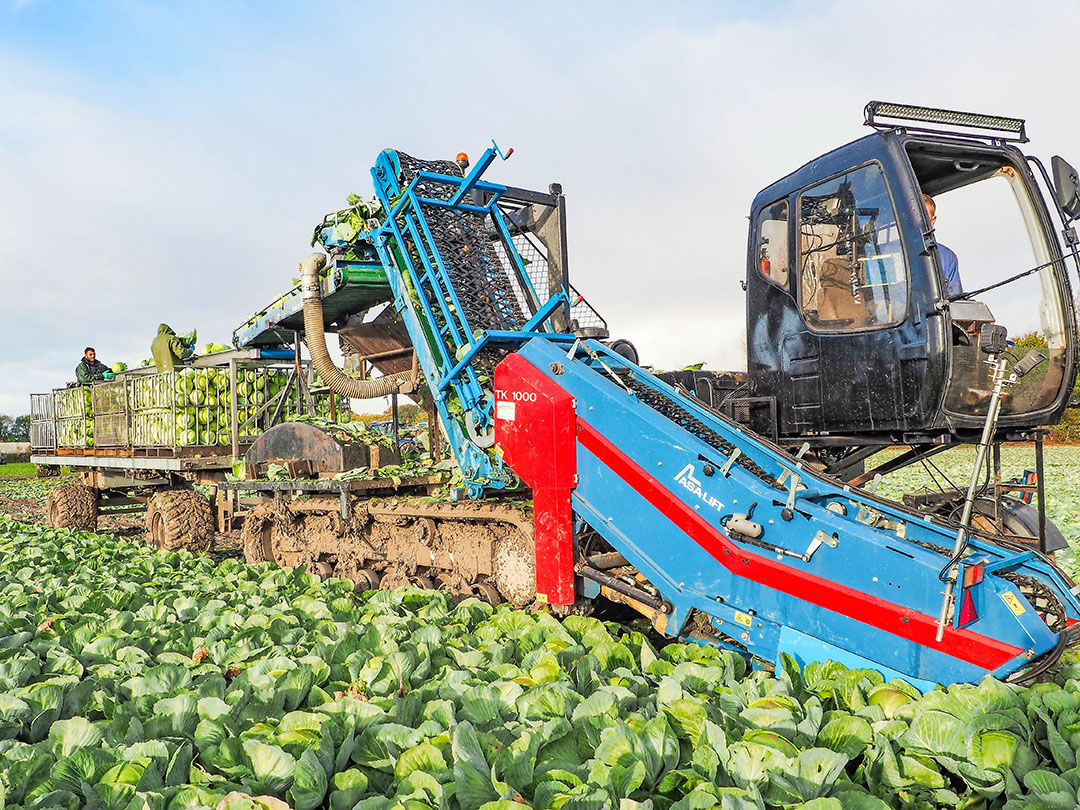 De tot sluitkooloogster omgebouwde rupsdumper van Patrick van Benschop. De capaciteit komt op circa 1 hectare per dag, dat is zowat een verdubbeling met oogsten in uitsluitend handwerk. Bovendien is het werk aanzienlijk minder zwaar. - Foto: Marga van der Meer