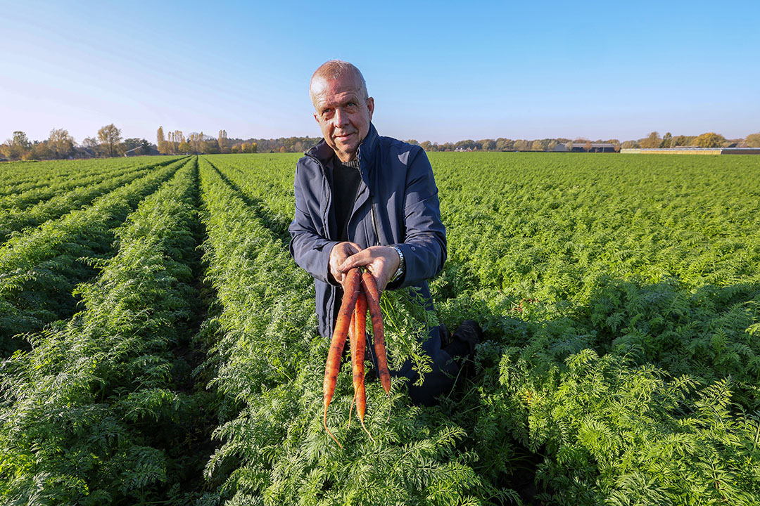 De imperator-peen van Verschure kan prima duurzaam in de grond worden bewaard, maar niet met de nieuwe regelgeving. - Foto's: Bert Jansen