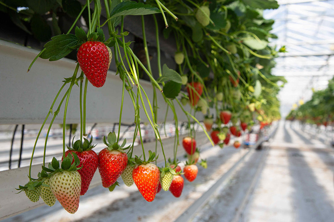 Hoewel verse aardbeien het hele jaar door verkrijgbaar zijn, is het nog altijd een seizoensproduct.  - Foto: Peter Roek