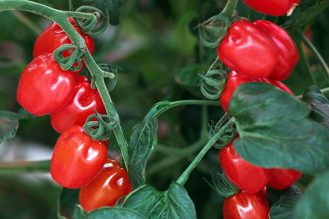 De oppervlakte snacktomaten zal 40% minder zijn dan dit jaar. De trostomaten worden uitgebreid. Foto: Fotostudio Atelier 68