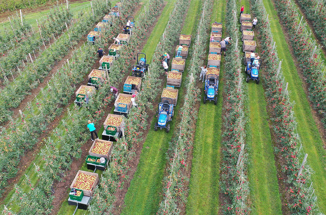 De appeloogst startte vroeg en was goed, maar de prijzen zakken ver weg. - Foto: Vidiphoto