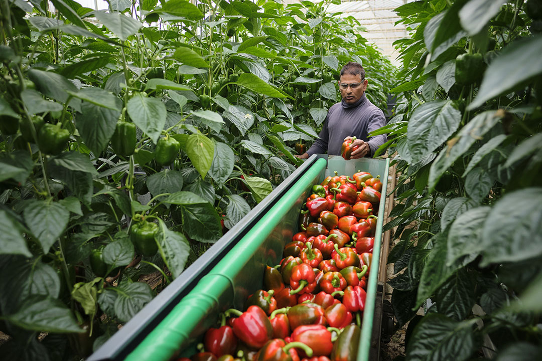 Paprikatelers scoorden in 2022 goed met 10% hogere productopbrengst. - Foto: Roel Dijkstra