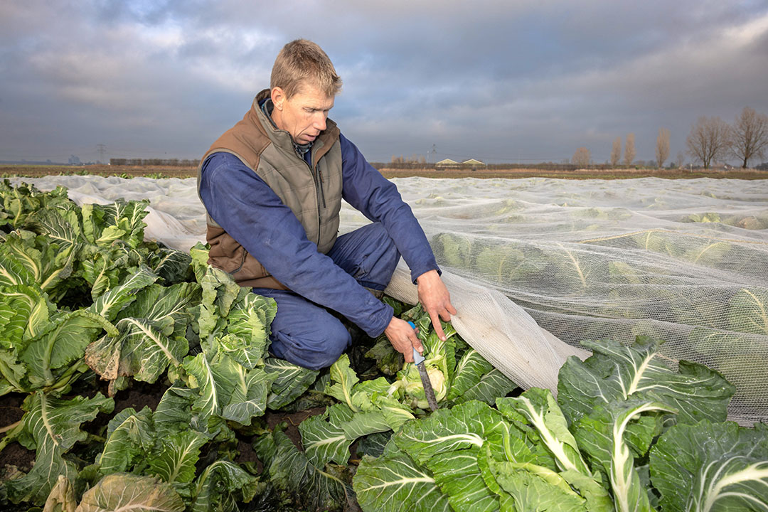 Pieter Huijser toont de kwaliteit van de bloemkool na de vorstperiode - Foto: Peter Roek