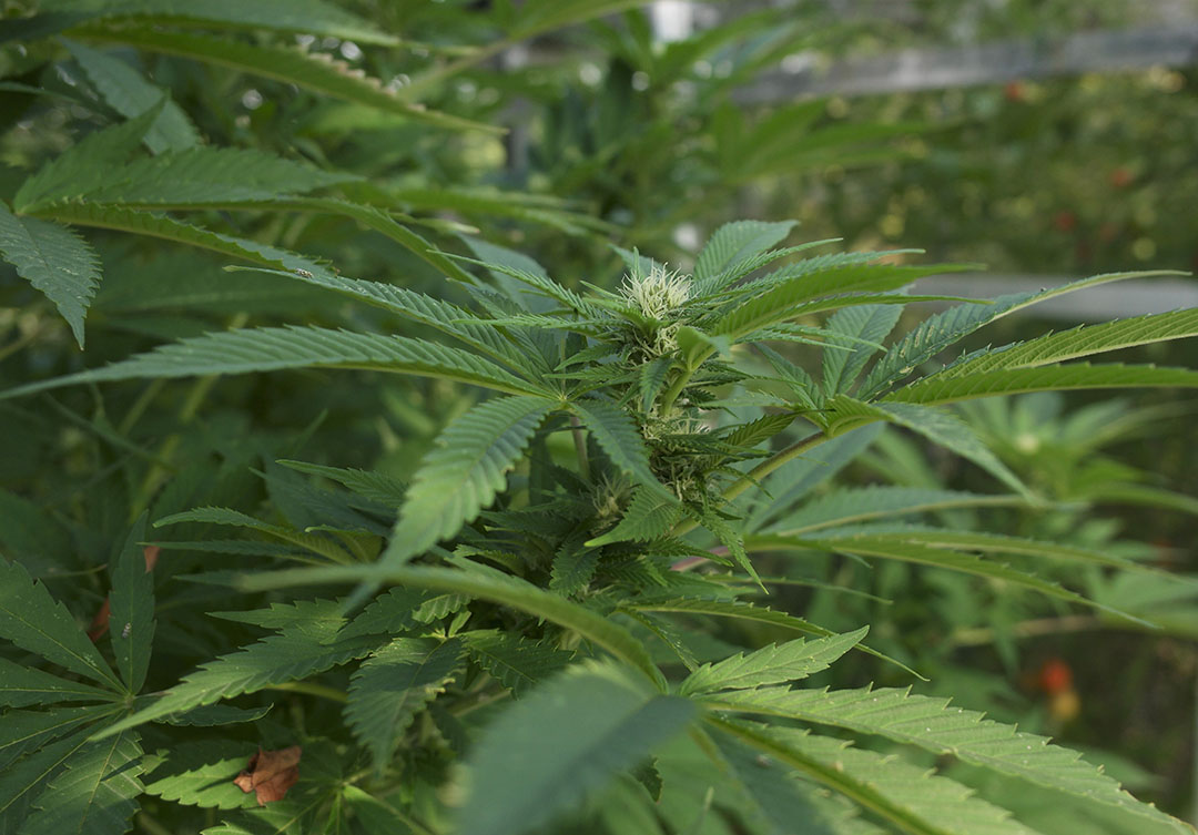 Cannabisteelt voor wiet. Foto: ANP