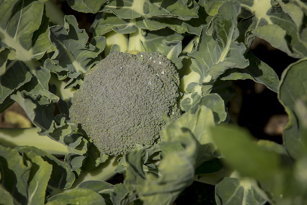 Duidelijkheid in rustgewassen kan worden gegeven door toewijzing van gewassen als broccoli, stelt SGP. - Foto Koos Groenewold.