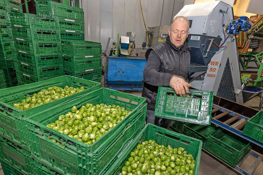 De sorteringsverhouding tussen A’tjes en B’tjes is nogal rasafhankelijk. “Bij sommige rassen is het 50/50, bij een ras als Steadia zaten we half december op 75% B’tjes - Foto: Peter Roek.