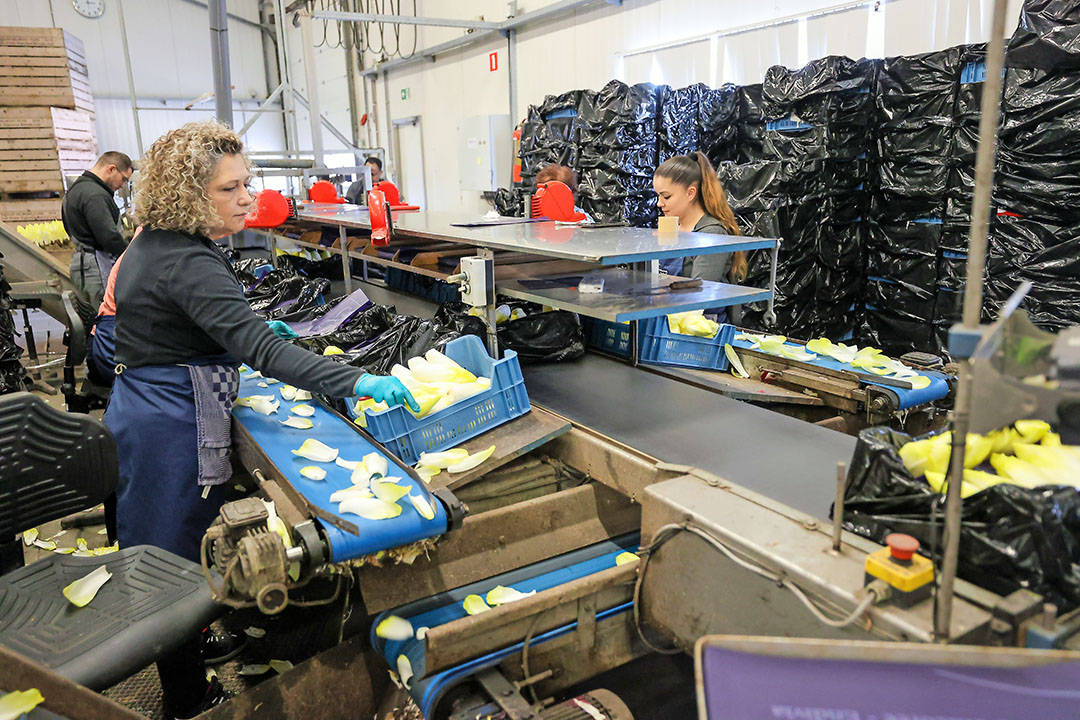 Robert Raijmakers: “Naar de toekomst gekeken zal gezien de fors toegenomen kosten de prijs van witlof wel structureel omhoog moeten.” Foto: Bert Jansen