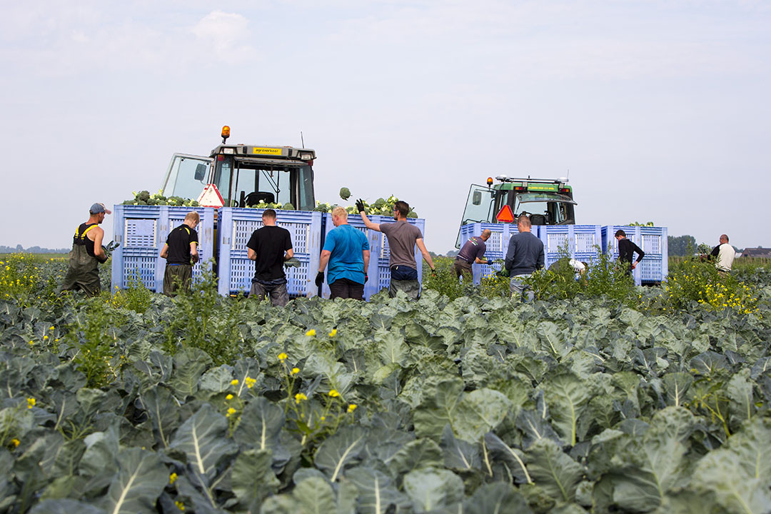 Telers hebben geen zekerheid over bufferstroken. - Foto: Anne van der Woude