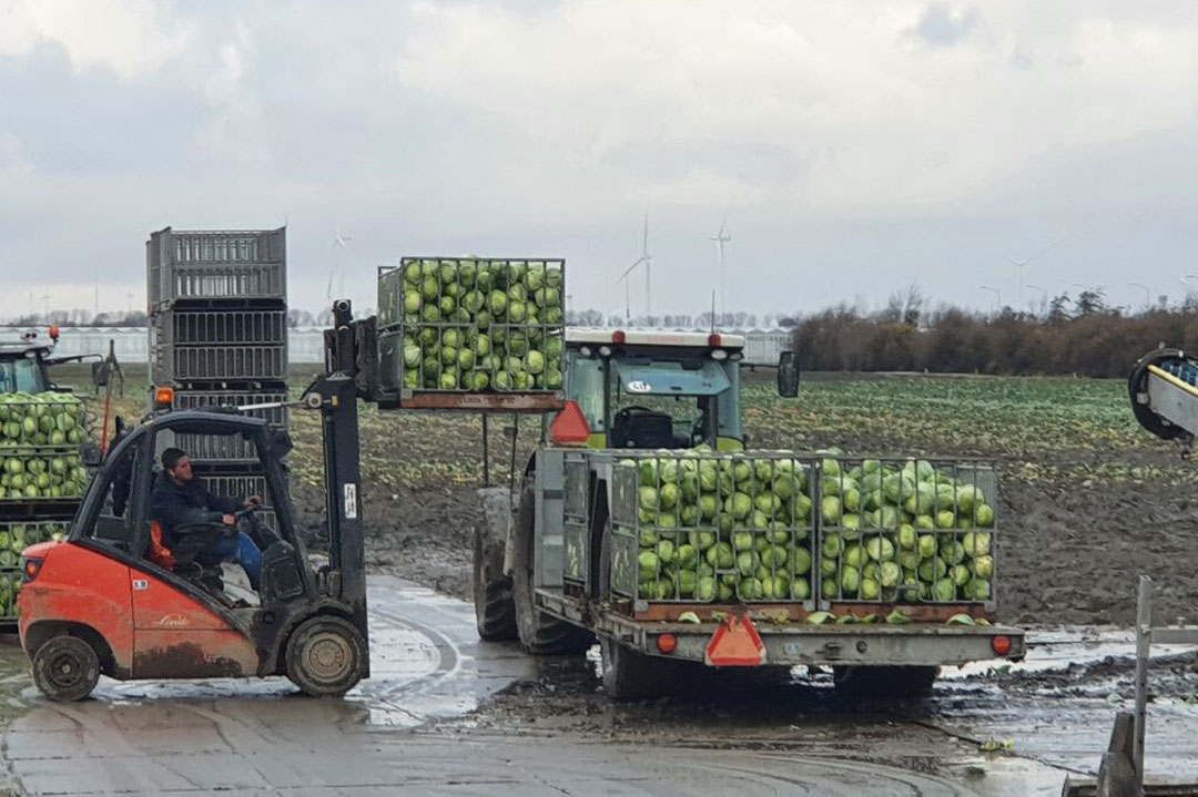 Laden van bakken wittekool op het perceel. Nieuwe bufferstrookregels zijn voor de nieuwe teelt lastig uitvoerbaar, stellen RVO en NVWA. - Foto: Jeroen Verheul