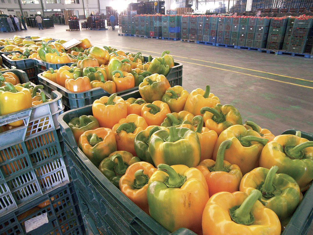 Aanvoer van paprika's op een Spaanse veiling. Foto: Gerard Boonekamp