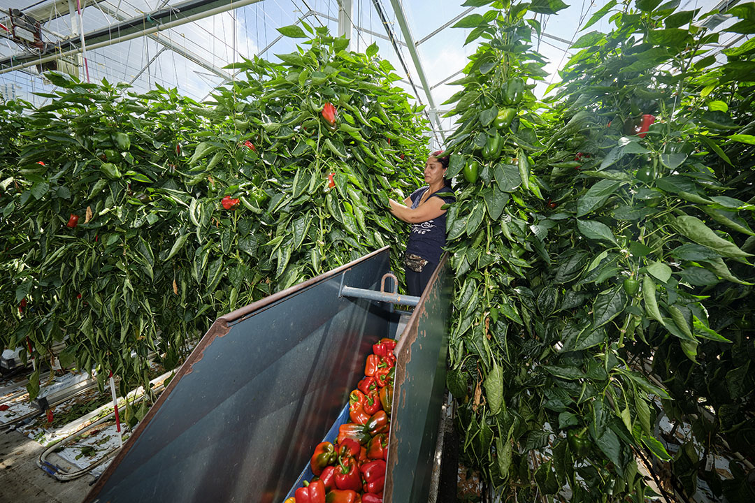 Naast teelt zouden bedrijven meer circulaire kansen moeten kunnen benutten. Foto: Roel Dijkstra