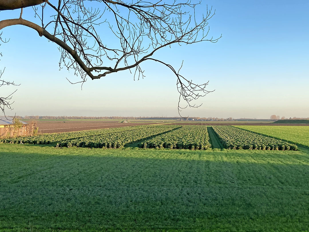 Bufferstroken: hoe zit het daarmee in het nieuwe GLB? - Foto: Proeftuin Zwaagdijk/Virtify