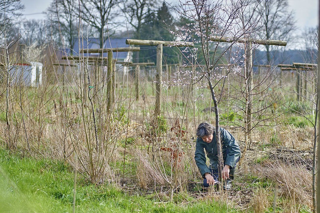 Archieffoto van aanleg van een voedselbos. - Foto: Van Assendelft