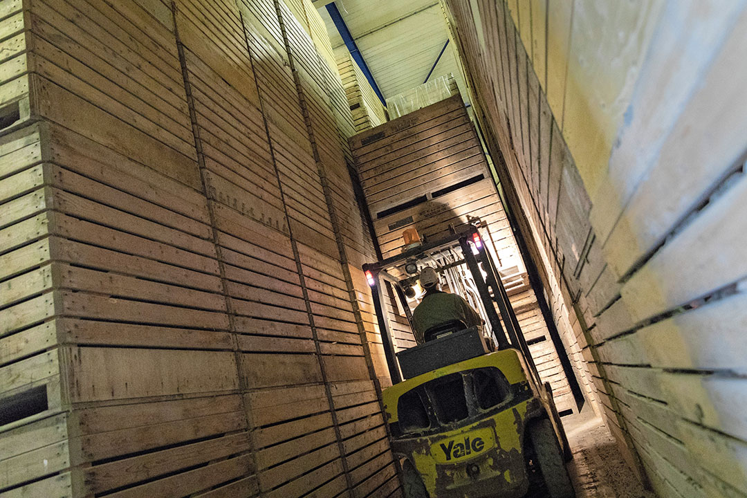 Het grootste deel van zijn peen bewaart Heero Zuideveld zelf. Foto: Anne van der Woude