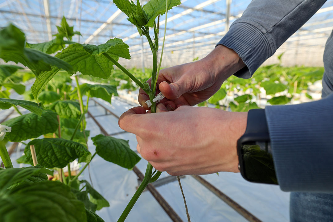 De planten zijn vastgezet met clips vanaf het elastiekje bij het vijfde blad. - Foto: Bert Jansen