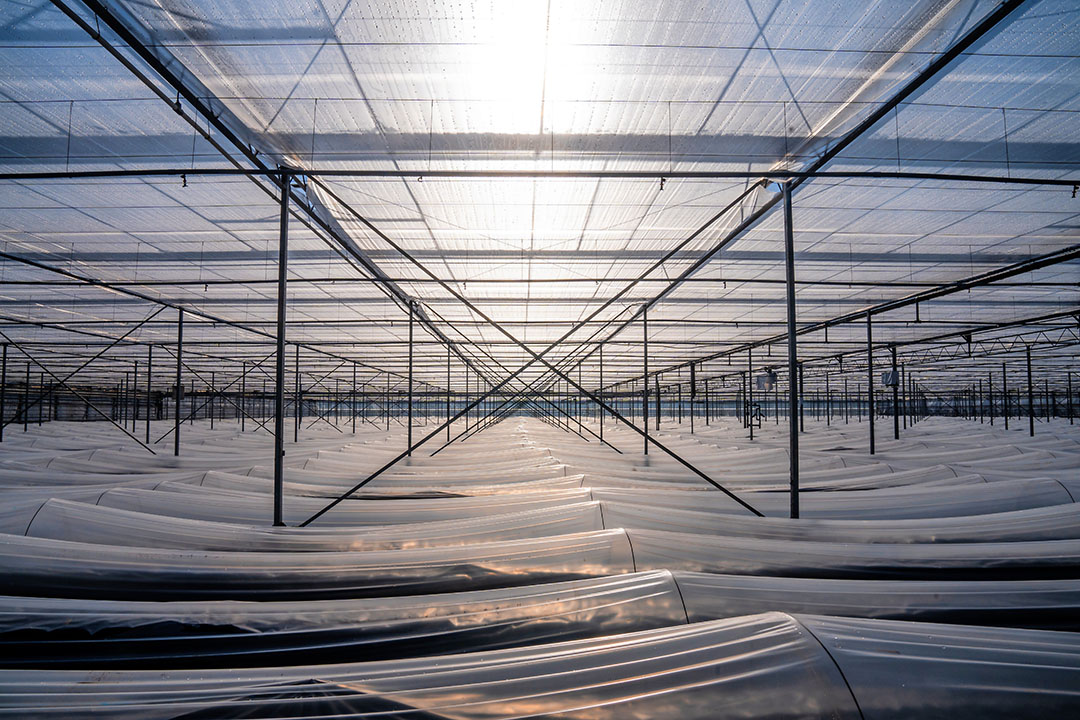 In de kas experimenteert Teboza met diverse teeltmethoden, waaronder de inzet van minitunnels en een extra foliedek op twee meter hoogte - Foto: Bert Jansen