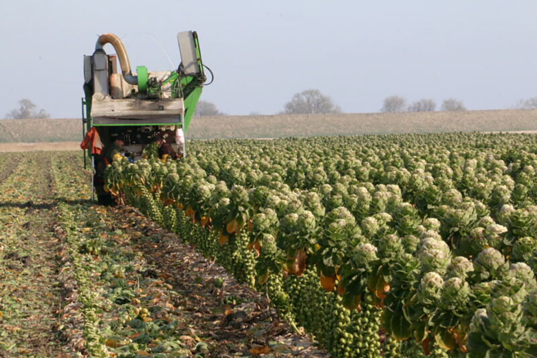 Middelen van gevoelige lijst zijn bijvoorbeeld in de teelt van spruitkool lastig te vervangen. - Foto: Anton Dingemanse