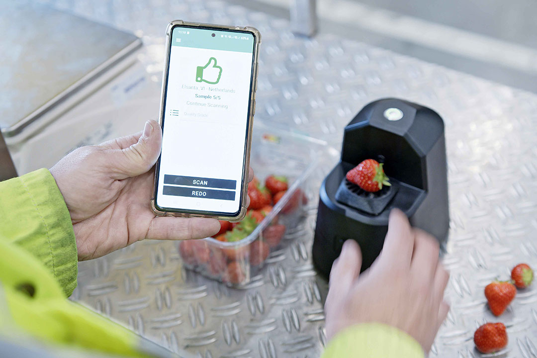 Een medewerker voorspelt de houdbaarheid van aardbeien met de scanner die OneThird heeft ontwikkeld. - Foto: OneThird