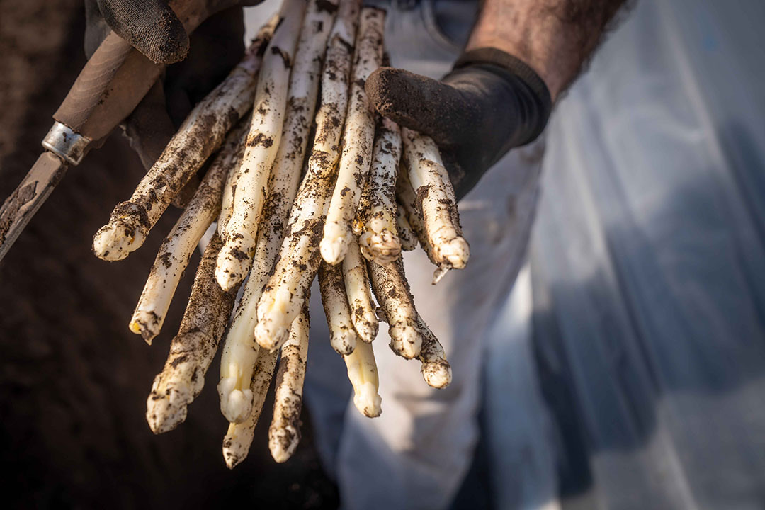 Een op de twintig asperges die Duitsland importeert komt uit Nederland. - Foto: Bert Jansen