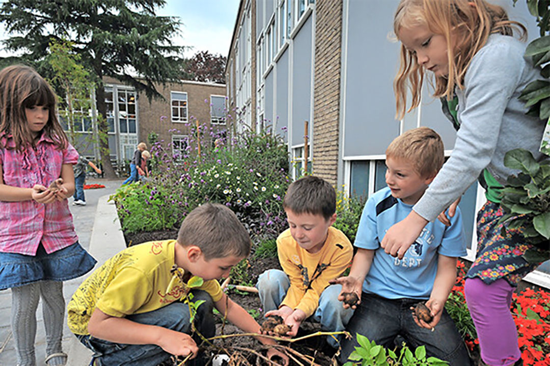 Hoge inflatie is een extra argument om groente te telen in schooltuinen. - Foto: Misset