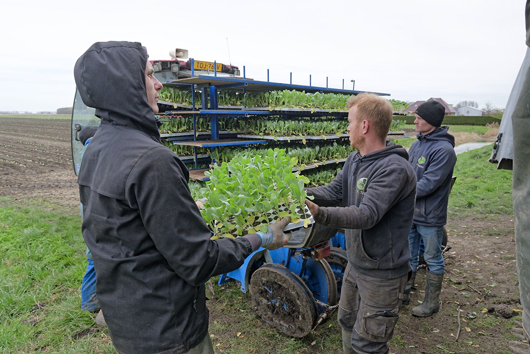 Bij P.N. Slagter is eind maart 20 van de 190 hectare bloemkool geplant - Foto: Lex Salverda