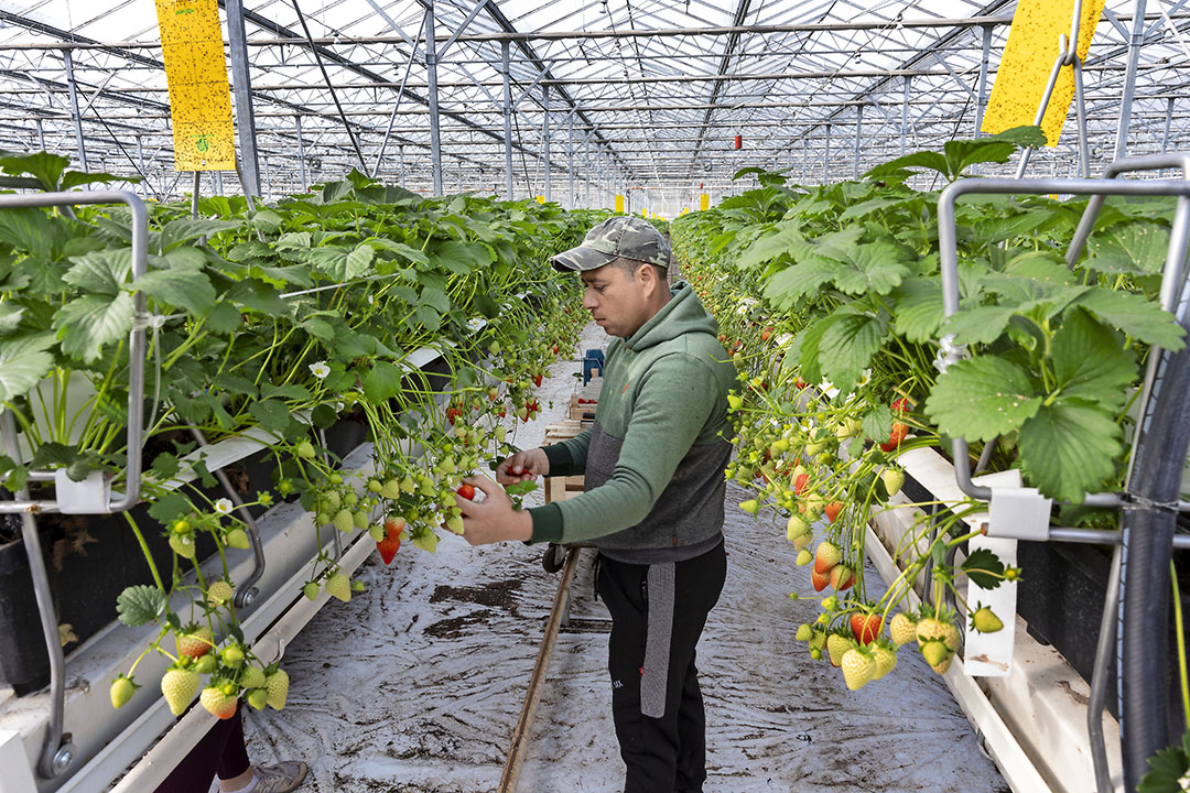 In de glasaardbeien van Niels Huijsmans is uiteindelijk sprake van een goede vruchtmaat en maken de planten half april nog steeds nieuwe bloemen aan - Foto: Robert Vos