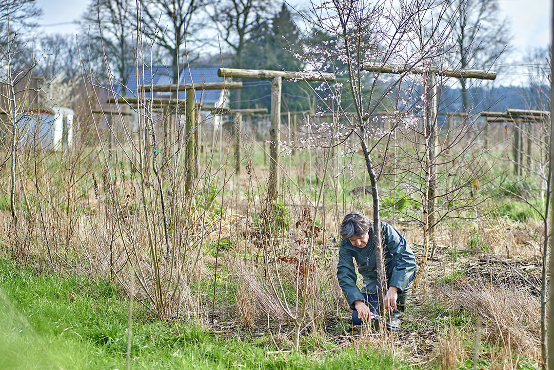 Aanleg van een voedselbos in Sint Michielsgestel. - Foto: Van Assendelft