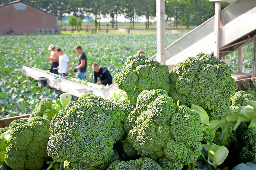 broccolischermen