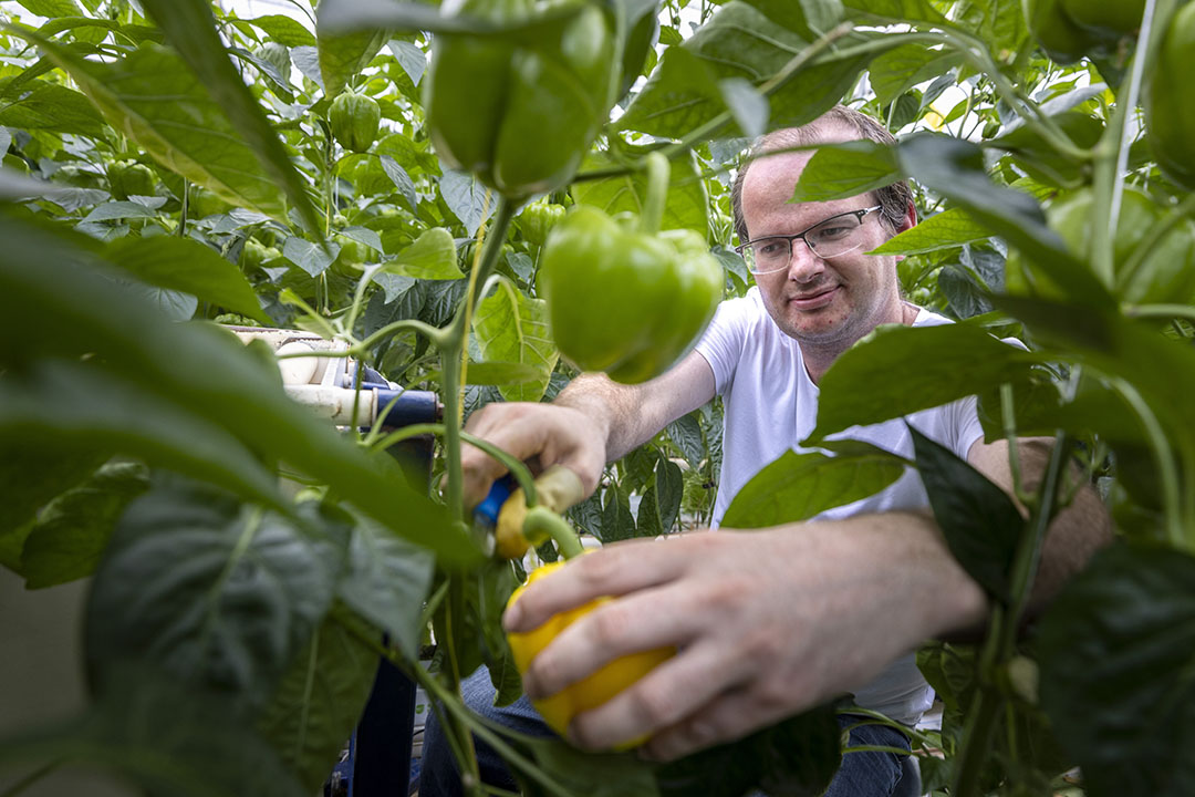 Met het wisselvallige weer wordt het verloop van de zetting grilliger. Foto: Koos Groenewold